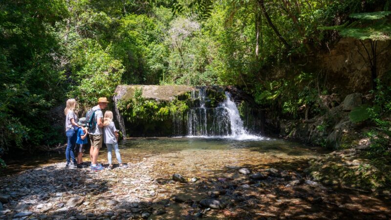 Brook Waimārama Sanctuary Waterfall