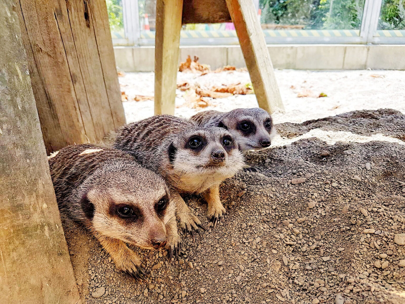 Meerkats At Natureland Zoo