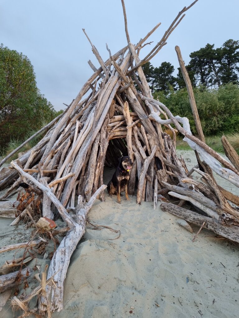 Dog in front of driftwood house on Tahunanui Beach
